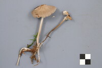 Mycena borealis image
